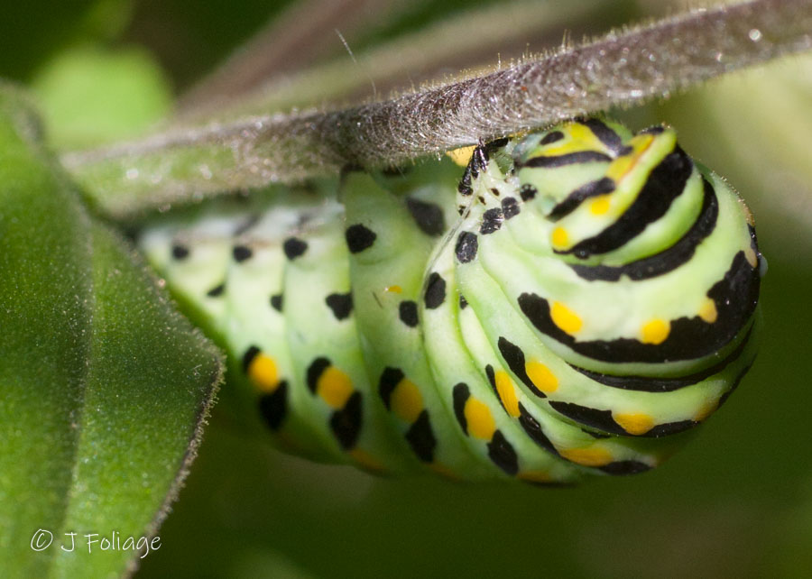  is fueling up on lilac nectar—one of spring’s sweetest scenes. 🖤💛 From a tiny green caterpillar munching parsley to this graceful beauty with yellow-spotted wings and shimmering blue accents, its transformation is pure magic. ✨🦋Have you spotted one yet this season?#BlackSwallowtail #ButterflyInBloom #PollinatorGarden #SpringButterfly #NatureCloseUp #ButterflyLifeCycle #PapilioPolyxenes #LilacSeason    The butterfly in the image is a Black Swallowtail      (Papilio polyxenes), a striking and widespread North American species. It features mostly black wings with rows of yellow spots along the edges, and iridescent blue on the hindwings—particularly vivid in females. The body is black with yellow markings, and the undersides of the wings (not visible in this photo) typically show orange eyespots and additional patterning.The butterfly is perched on what appears to be a lilac bloom, a favorite nectar source in spring gardens.In its caterpillar stage, the Black Swallowtail is equally distinctive. It starts off spiny and dark but matures into a smooth, green caterpillar with black bands and yellow dots. It is often found feeding on plants in the carrot family, such as parsley, dill, and fennel.