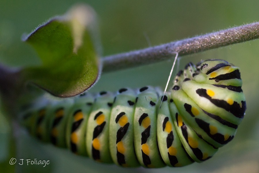  is fueling up on lilac nectar—one of spring’s sweetest scenes. 🖤💛 From a tiny green caterpillar munching parsley to this graceful beauty with yellow-spotted wings and shimmering blue accents, its transformation is pure magic. ✨🦋Have you spotted one yet this season?#BlackSwallowtail #ButterflyInBloom #PollinatorGarden #SpringButterfly #NatureCloseUp #ButterflyLifeCycle #PapilioPolyxenes #LilacSeason    The butterfly in the image is a Black Swallowtail      (Papilio polyxenes), a striking and widespread North American species. It features mostly black wings with rows of yellow spots along the edges, and iridescent blue on the hindwings—particularly vivid in females. The body is black with yellow markings, and the undersides of the wings (not visible in this photo) typically show orange eyespots and additional patterning.The butterfly is perched on what appears to be a lilac bloom, a favorite nectar source in spring gardens.In its caterpillar stage, the Black Swallowtail is equally distinctive. It starts off spiny and dark but matures into a smooth, green caterpillar with black bands and yellow dots. It is often found feeding on plants in the carrot family, such as parsley, dill, and fennel.