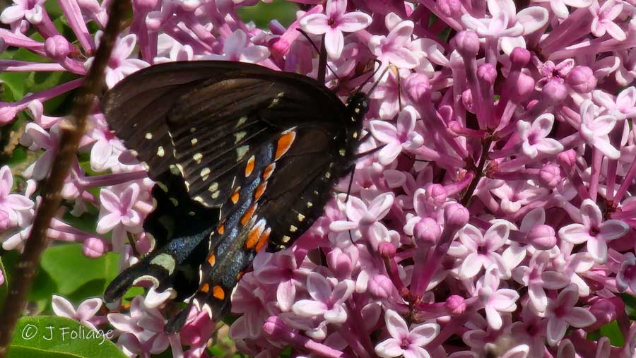  is fueling up on lilac nectar—one of spring’s sweetest scenes. 🖤💛 From a tiny green caterpillar munching parsley to this graceful beauty with yellow-spotted wings and shimmering blue accents, its transformation is pure magic. ✨🦋Have you spotted one yet this season?#BlackSwallowtail #ButterflyInBloom #PollinatorGarden #SpringButterfly #NatureCloseUp #ButterflyLifeCycle #PapilioPolyxenes #LilacSeason    The butterfly in the image is a Black Swallowtail      (Papilio polyxenes), a striking and widespread North American species. It features mostly black wings with rows of yellow spots along the edges, and iridescent blue on the hindwings—particularly vivid in females. The body is black with yellow markings, and the undersides of the wings (not visible in this photo) typically show orange eyespots and additional patterning.The butterfly is perched on what appears to be a lilac bloom, a favorite nectar source in spring gardens.In its caterpillar stage, the Black Swallowtail is equally distinctive. It starts off spiny and dark but matures into a smooth, green caterpillar with black bands and yellow dots. It is often found feeding on plants in the carrot family, such as parsley, dill, and fennel.