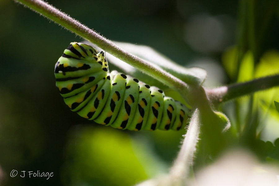 Often called a "parsley worm," this caterpillar is a familiar sight in herb gardens, where it feeds on parsley, dill, fennel, and other members of the carrot family. It's currently preparing for the next phase of its transformation—pupation into a chrysalis—before emerging as a beautiful butterfly.