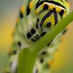 Black Swallowtail caterpillar