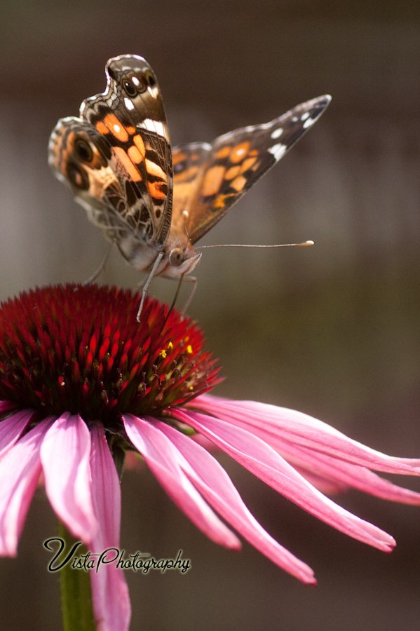 butterfly on a cone flower