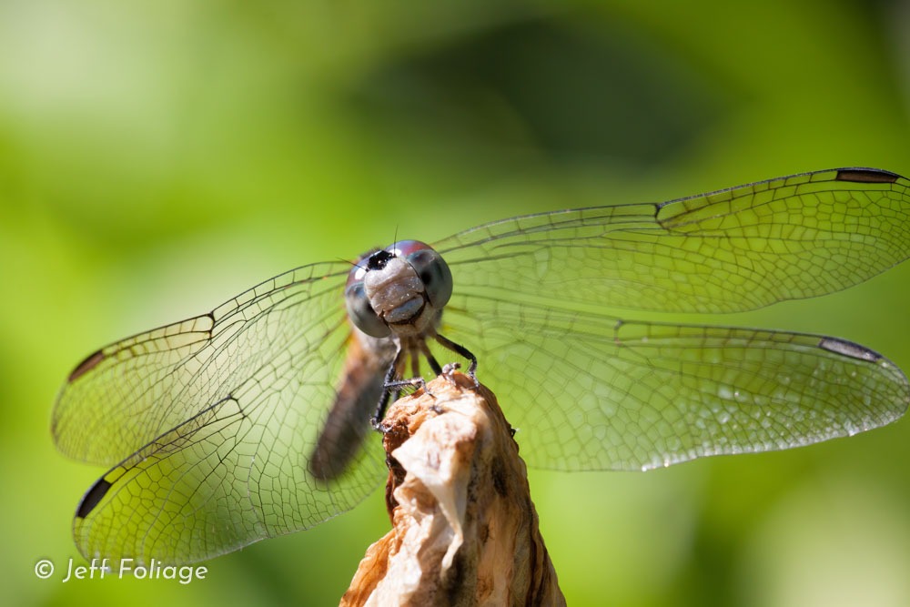macro photography of a dragonfly