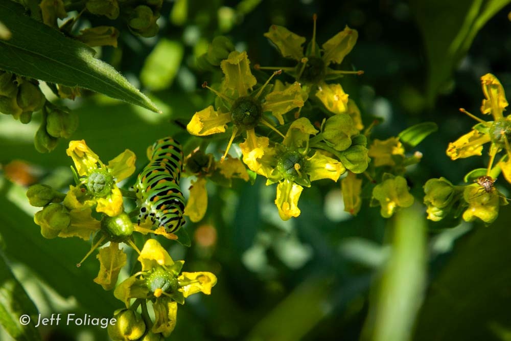 macro photography of a black swallowtail caterpillar