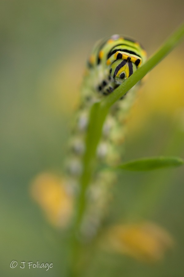 The larvae of American swallowtails are attracted to the oils of plants such as dill, parsley, celery, and carrots. These plants produce specific chemicals that repel insects that try to eat them. American swallowtail larvae are resistant to these chemicals, so when they feed on the plants, the chemicals make them bad-tasting to bird predators.Black Swallowtails are a fairly common but very pretty butterfly with a wingspan of about a 2.5 to 4 inches wide. They are easy to attract to host plants to lay eggs, and the caterpillars are easy to raise also.When Black Swallowtail caterpillars are ready to pupate they tend to wander quite a distance from the plant they were eating.
