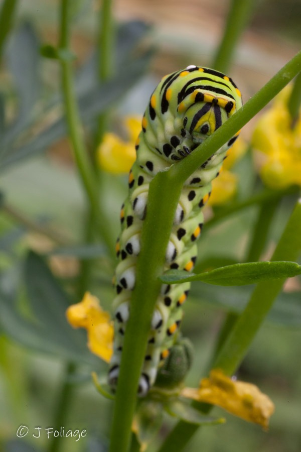 The larvae of American swallowtails are attracted to the oils of plants such as dill, parsley, celery, and carrots. These plants produce specific chemicals that repel insects that try to eat them. American swallowtail larvae are resistant to these chemicals, so when they feed on the plants, the chemicals make them bad-tasting to bird predators.Black Swallowtails are a fairly common but very pretty butterfly with a wingspan of about a 2.5 to 4 inches wide. They are easy to attract to host plants to lay eggs, and the caterpillars are easy to raise also.When Black Swallowtail caterpillars are ready to pupate they tend to wander quite a distance from the plant they were eating.