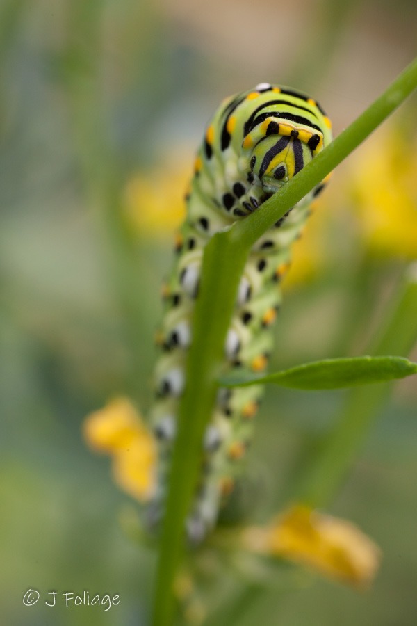 The larvae of American swallowtails are attracted to the oils of plants such as dill, parsley, celery, and carrots. These plants produce specific chemicals that repel insects that try to eat them. American swallowtail larvae are resistant to these chemicals, so when they feed on the plants, the chemicals make them bad-tasting to bird predators.Black Swallowtails are a fairly common but very pretty butterfly with a wingspan of about a 2.5 to 4 inches wide. They are easy to attract to host plants to lay eggs, and the caterpillars are easy to raise also.When Black Swallowtail caterpillars are ready to pupate they tend to wander quite a distance from the plant they were eating.