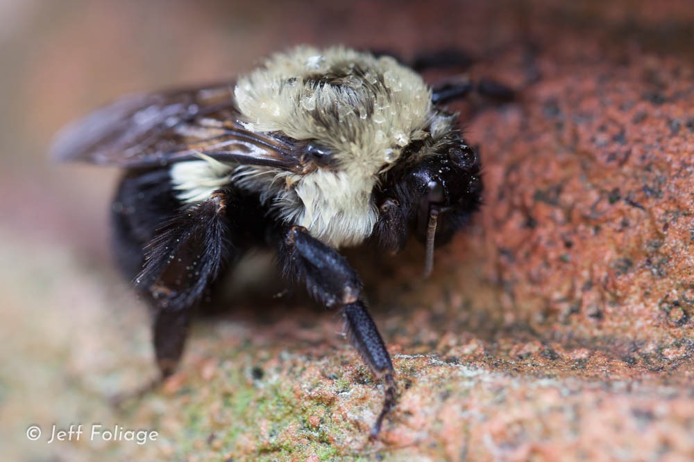 macro photography of a bumble bee