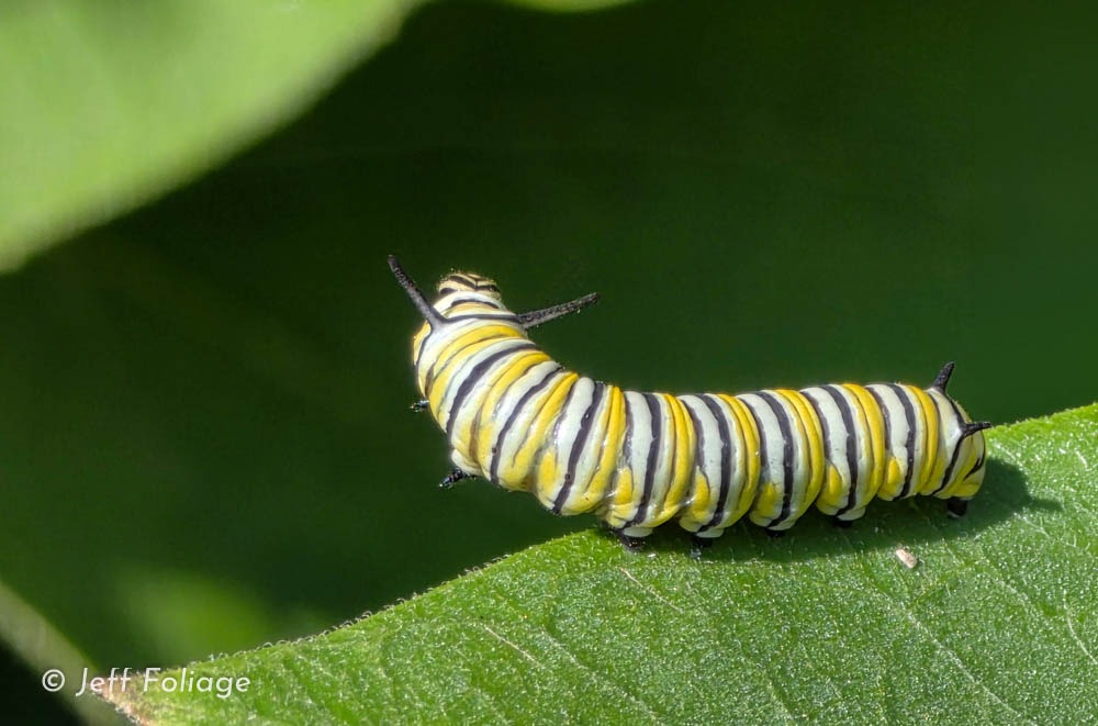 macro photography of a monarch caterpillar