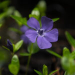 The Periwinkle Blossom is also called a Crepe Myrtle