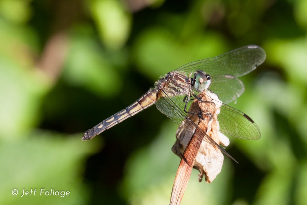 dragon fly parallel to the focal plane