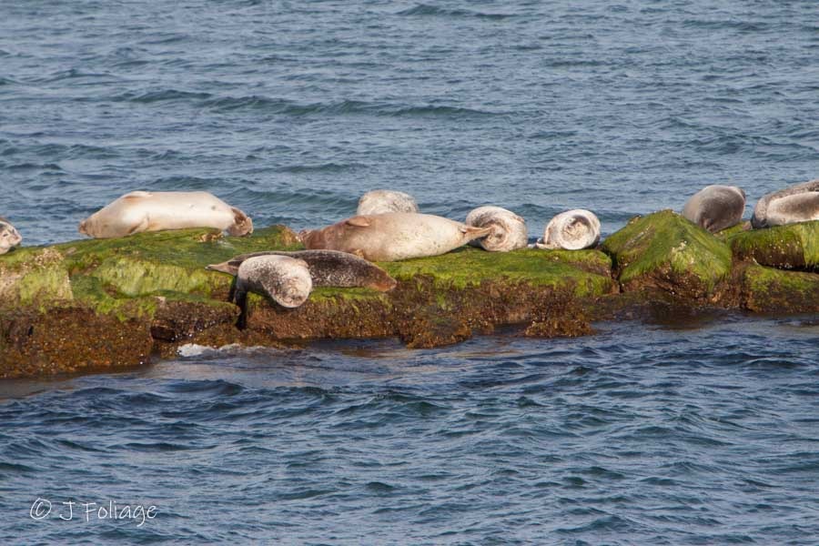 Harbor seals resting on rocks with Brant Point Lighthouse in the distance.