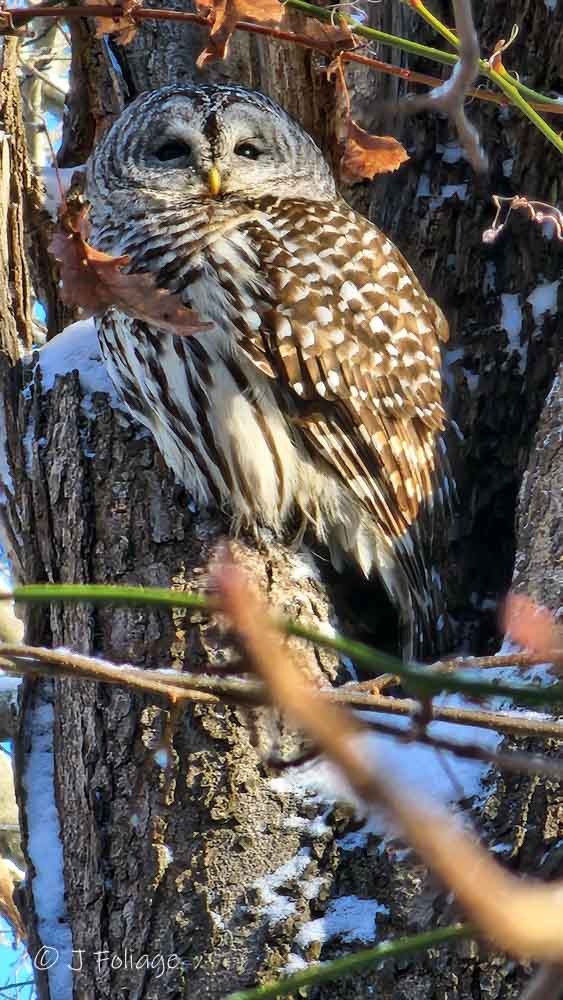 barred owl in a tree in Salem MA