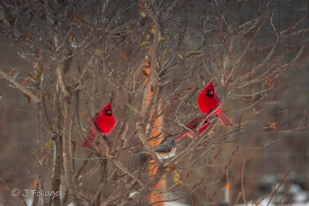 pairs of male cardinals make a good start for Wildlife photography for beginners