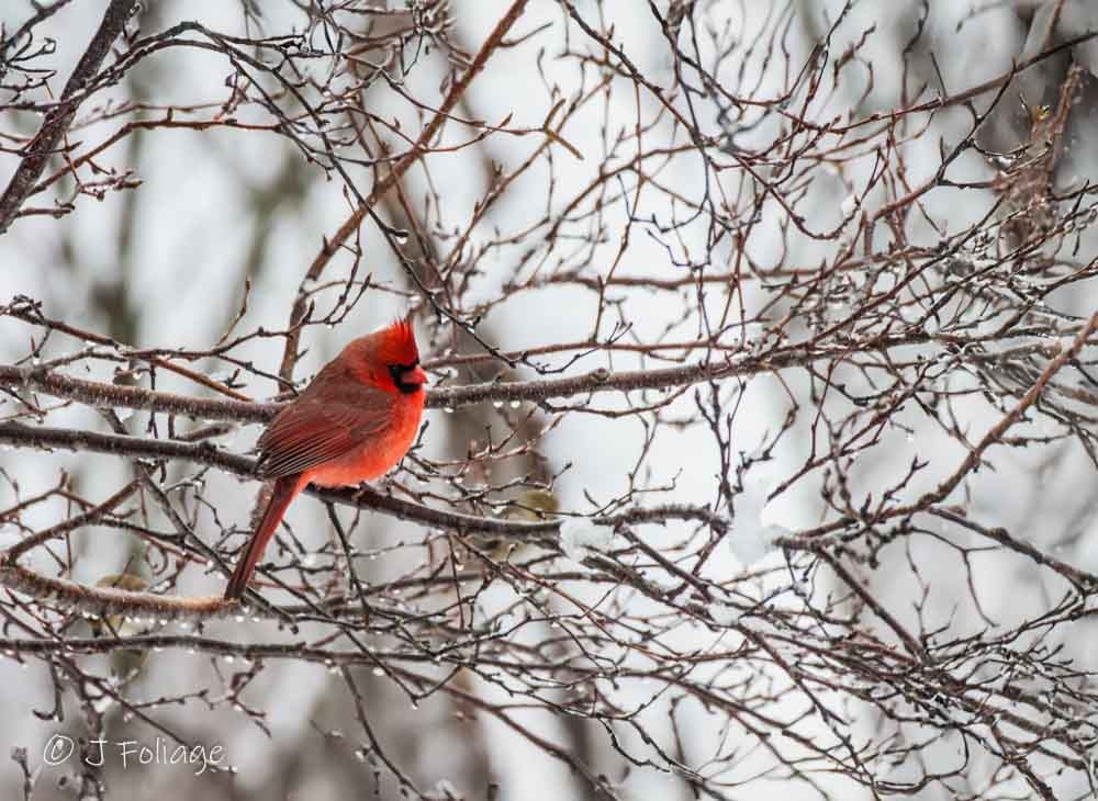 The Northern Cardinal (Cardinalis cardinalis) is a North American bird in the genus Cardinalis; it is also known colloquially as the redbird or common cardinal.