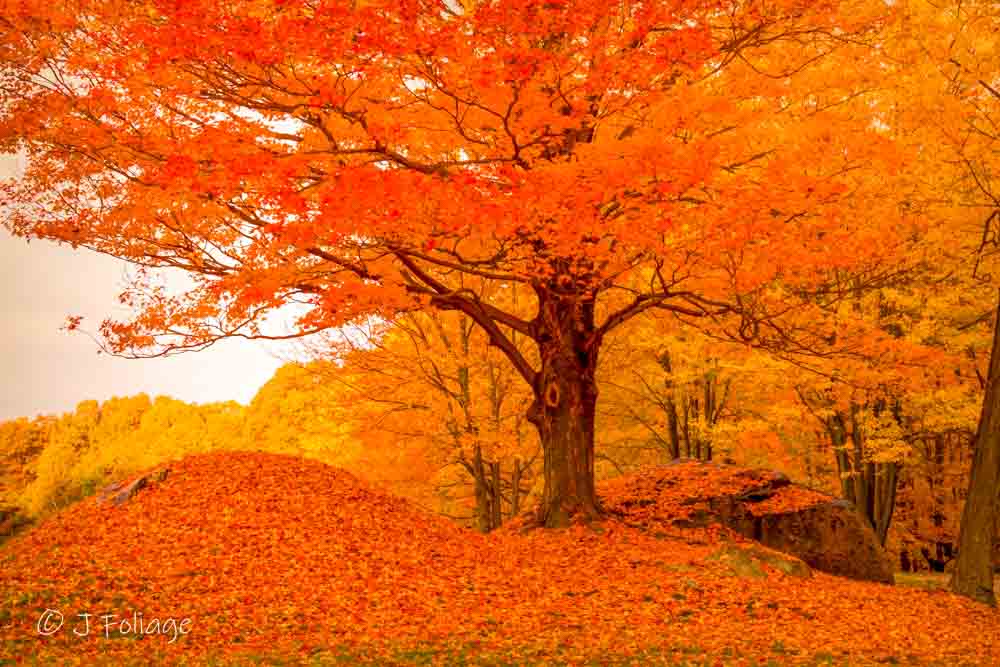 A maple stands silent in orange fall colors. It's feet anchored in granite boulders. This sugar maple is more of a rock maple since it has surrounded it's self in the sturdy ledge.