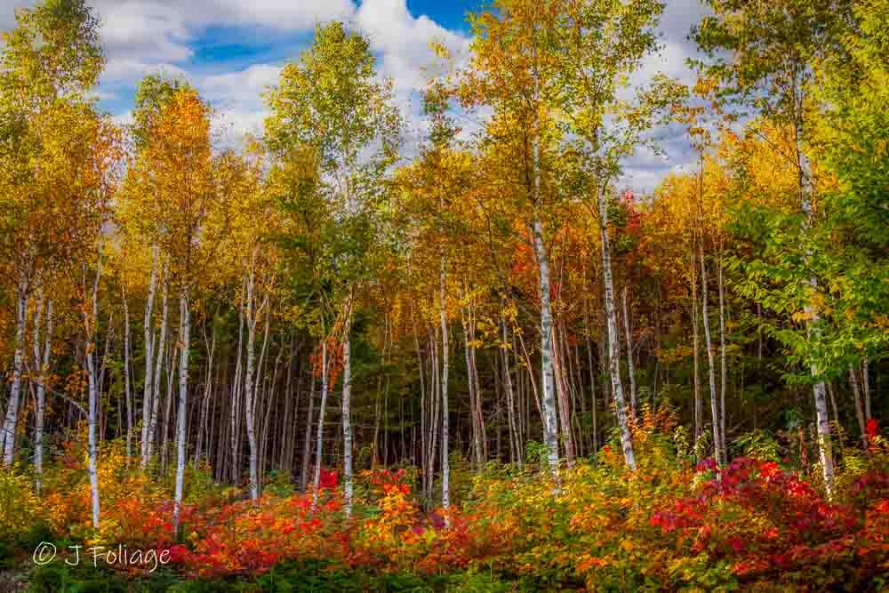 Close-up abstract photography of New England birch trees with yellow fall foliage and red underbrush, providing organic textures for modern commercial spaces.
