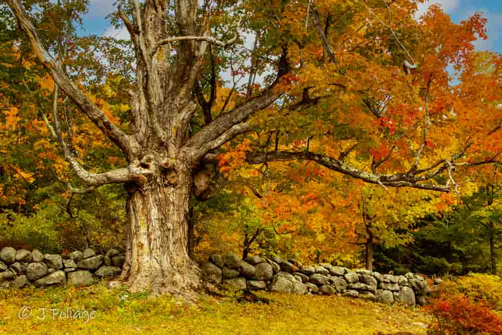 Vibrant autumn landscape of a majestic New Hampshire maple tree by a stone wall in Hillsboro, featuring warm amber tones for a radiant focal point.