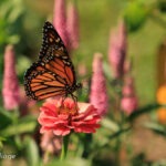 Monarch on a pink zinnia in foreground and Pink Speedwell flowers in background