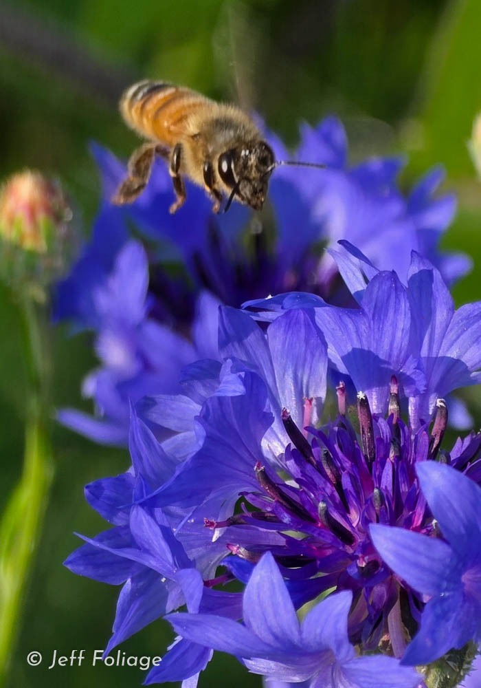 Attracting pollinators means bringing in honey bees, butterflies, or birds